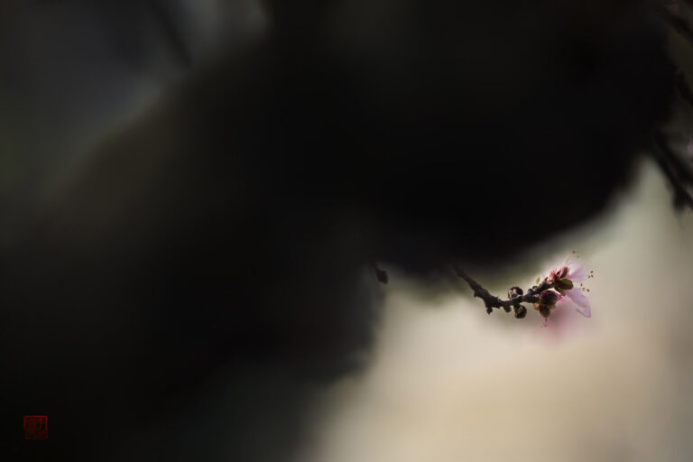 Li Faxue - Subtle-Fragrance